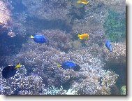 mo�sk� akv�rium