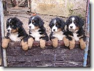 T�i mu�ket��i a Darta�an