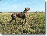 Ambra od Voka�ovsk�ho rybn�ka