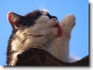 �istota p�l zdrav�