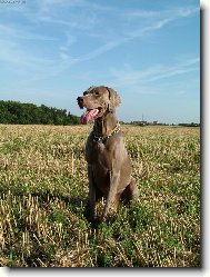 Ambra od Voka�ovsk�ho rybn�ka