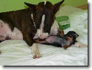 Bullterier GUCCI a jeho nov� kamr�dka