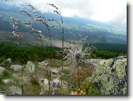 Pohled p�es kyti�ky z cesty na Solisko