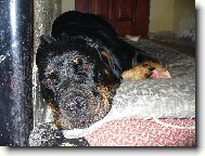 Nellynka odpo��v� a z�rove� hl�d�