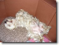 T��let� west�k Ben��ek