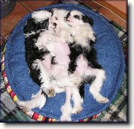 roztomil� �t���tka