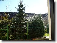 Smrky,thujky a v�e zelen�