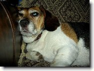 je�i� to je pruda