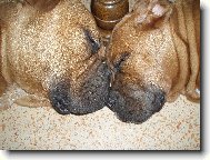 sladce unaveni - zaslou�en� neru�eny