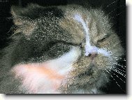 Ko�ka nebo ���an?