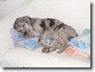 Attila neboli Tyl�sek