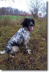 Hela Od Star� vsi po honu