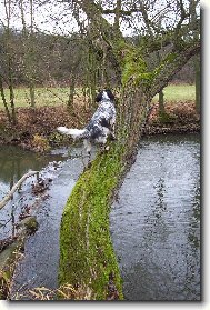 Hela Od Star� vsi po honu