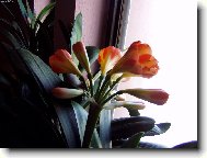 Klivie v nejhez�� f�zi