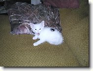 �ivotn� postoj...