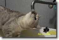 Britsk� st��b�it� kr�tkosrst� s �ern�m te�kov�n�m