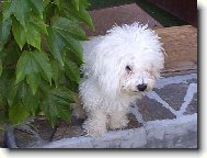 Snad se v tom ps�m v�n� neztrat�m