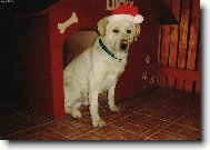 N� pejsek Lucky jako Santa Claus