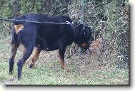 "M� �t�st�,rotviku,�e jsi za plotem!"