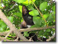 Bobe�ek na strom�