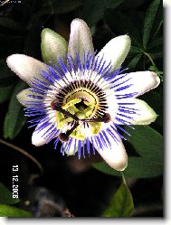 mu�enka k v�noc�m