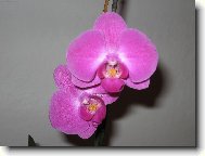 na�e orchidej