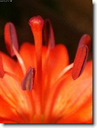 Pest�k a ty�inky