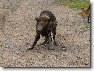 je to pes- nen� to pes..........