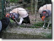 jak barevn� hlava papala botu