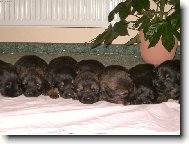 �tr�dl nebo pejsci...?