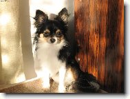 �ivava na v�slun�