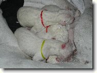 Novoro�n� novorozenci