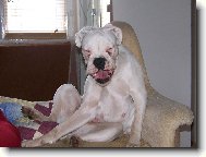 Kdy� se boxer sm�je...