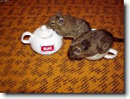 Nechal si mi tam tro�ku t� k�vy?