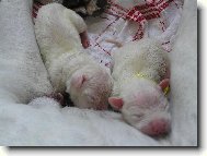 Novoro�n� �t�n�c� pank��i