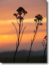 Rostliny jdou sp�t