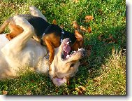 pom��c, malej rdous� velk�ho