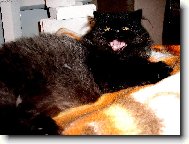 ko�i�� sm�ch