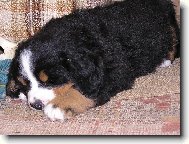 Kdy� �t���tko spink�