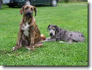 N�meck� doga a Brazilsk� fila