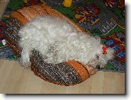 Viano�n� �nava