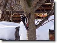 Strakapoud na strom�