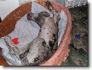 Historie se opakuje, aneb 2 m�s�ce pot�...