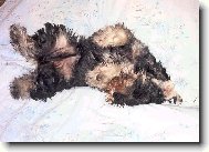 Na�e mal� Flavie