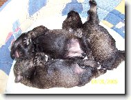 �t���tka z cht. stanice z Povod� Oharky