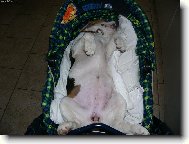 Dcery nov� panenka