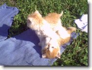 kdy� jsem byl je�t� mal� kluk,...