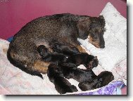 T�k� �ivot jezev��ka