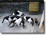 Sn�dan� �ampion�