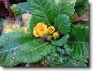 Ani mr�z ji neubl��